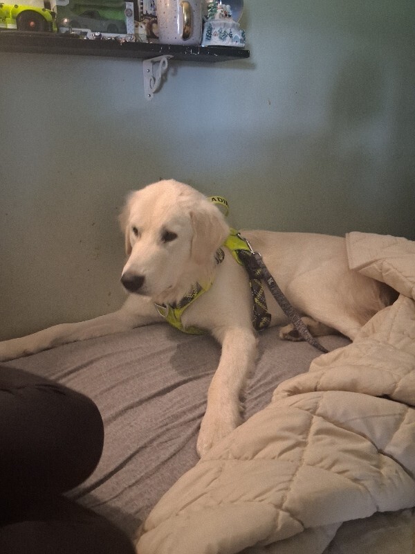 Picture of the Animal Listed